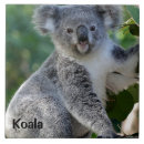 Suche nach koala fliesen Wild lebende tiere