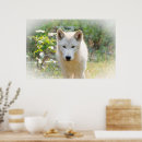 Suche nach grauwölfe poster Tierfotografie