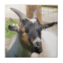 Suche nach ziegen fliesen Lustig