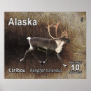 Suche nach reindeer poster Alaska