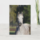 Suche nach arabische sprache postkarten Pferd