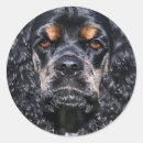 Suche nach cocker spaniel aufkleber Hund