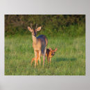 Suche nach habitat poster Wild