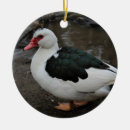 Suche nach enten schmuck Fotografie
