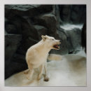 Suche nach white wolf poster Natur