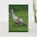 Suche nach turkey karten Wild