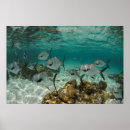 Suche nach fisch schule poster Riff