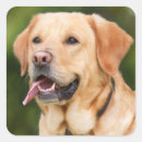 Suche nach gelbes labrador retriever aufkleber Jagd