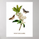 Suche nach vintage botanicals poster Blume