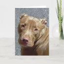 Suche nach grube karten Pitbull