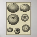 Suche nach dollar poster Ozean