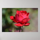 Suche nach romantische rote rose poster Blumenreich
