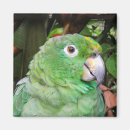 Suche nach papagei magnete Vogel