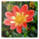 Suche nach dahlie blume fliesen Rot