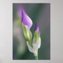 Suche nach lila iris poster Mit blumen