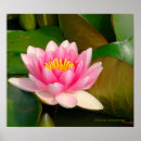 Suche nach lily pad poster Lilienpolster
