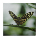 Suche nach schöne schmetterlinge fliesen Grün
