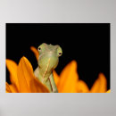 Suche nach chamäleon poster Natur