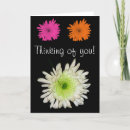 Suche nach chrysanthemen karten Natur