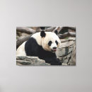 Suche nach pandas leinwandbilder Panda fotos