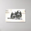 Suche nach cocker spaniel leinwandbilder Hund