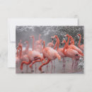 Suche nach rosa flamingo kleine grußkarten Tier