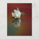 Suche nach mate postkarten Blume