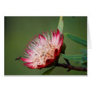 Suche nach capensis Flora