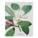Suche nach magnolia poster Weiß