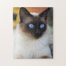 Suche nach siamese cat puzzle Kitty