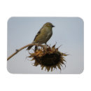 Suche nach finken magnete Vögel