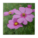 Suche nach kosmos fliesen Rosa