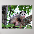 Suche nach possum poster Baum
