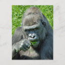 Suche nach primate postkarten Tiere