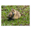 Suche nach abgenutztes poster Niedlich