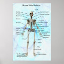 Suche nach physiologie poster Anatomie