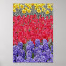 Suche nach hyazinthe poster Gelb