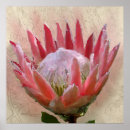 Suche nach protea poster Rosa