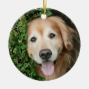 Suche nach busch ornamente Fotografie