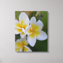 Suche nach frangipani kunst Flora
