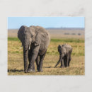 Suche nach kenya postkarten Savanne