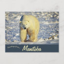 Suche nach manitoba postkarten Tier