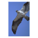 Suche nach raubvögel poster Osprey