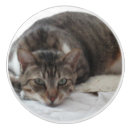 Suche nach tabbykatze Für kinder