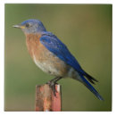 Suche nach drossel fliesen Vogel