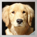Suche nach goldene retriever poster Hunde