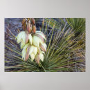 Suche nach yucca poster Blume