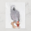 Suche nach wilde papageien postkarten Vogel