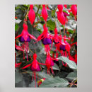 Suche nach fuchsien poster Blume