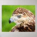 Suche nach falken poster Raubvogel